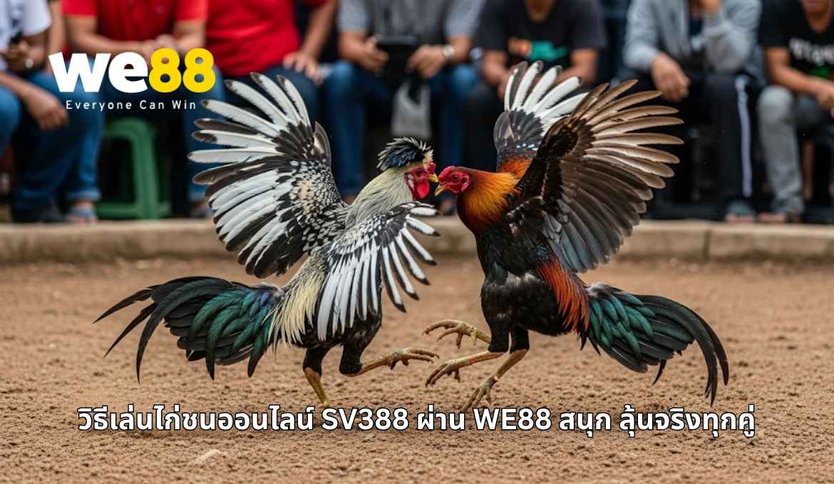 วิธีเล่นไก่ชนออนไลน์จากค่าย SV388 ผ่านแพลตฟอร์ม WE88